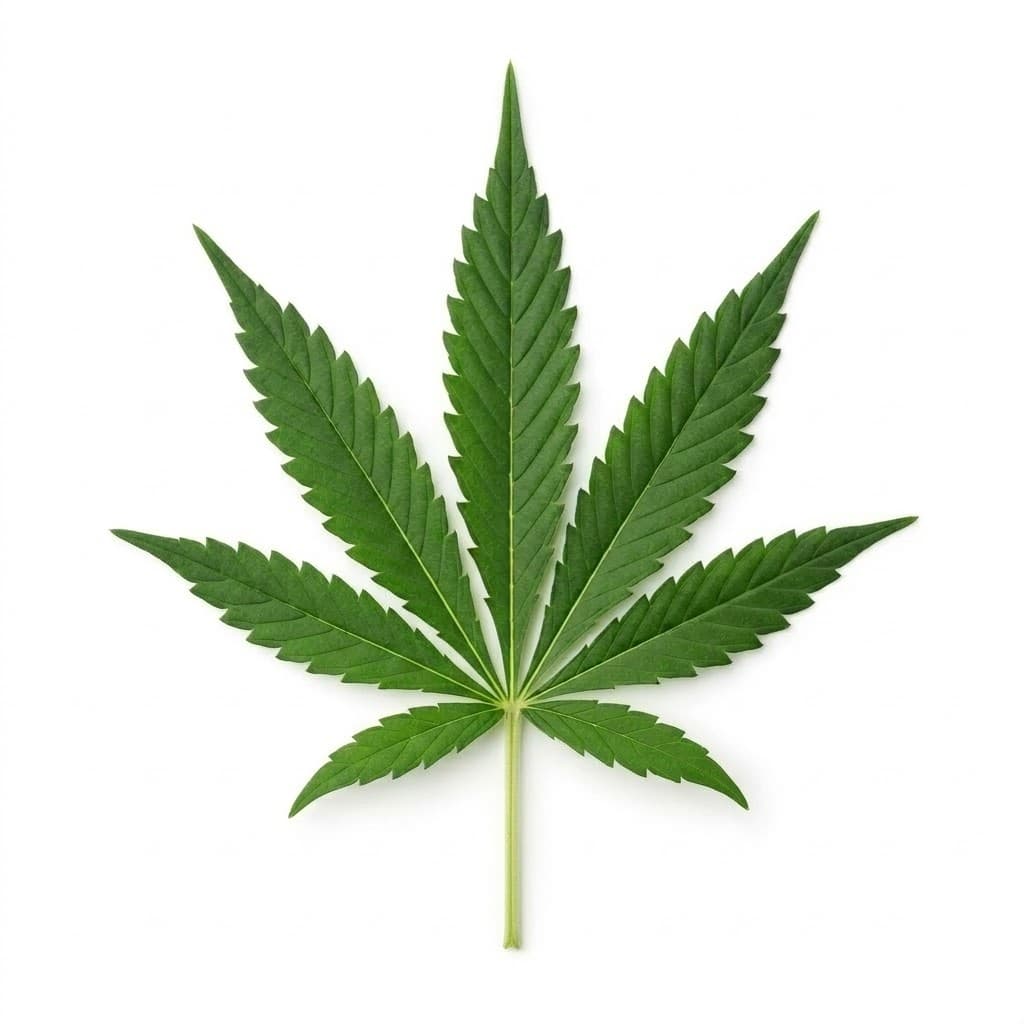 A single mature indica-style cannabis fan leaf.