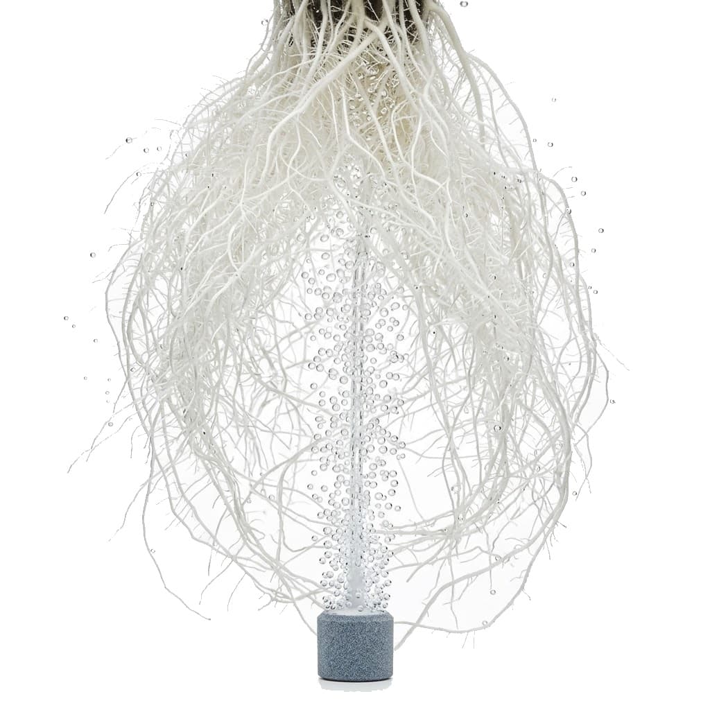 Water — bare white roots suspended over an air stone releasing a column of bubbles
